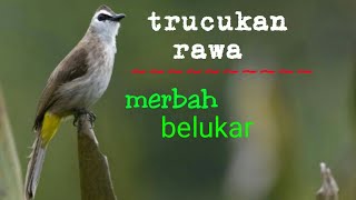 Download Lagu MASTERAN GACOR UTK PIKAT TRUCUKAN RAWA / MERBAH BELUKAR SUARA PANCINGAN | KICAU SUARA BURUNG MP3