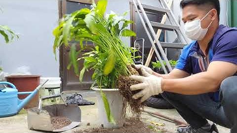 Cây lan ý - cách chăm sóc và tách chậu mới / Thu vien cay xanh