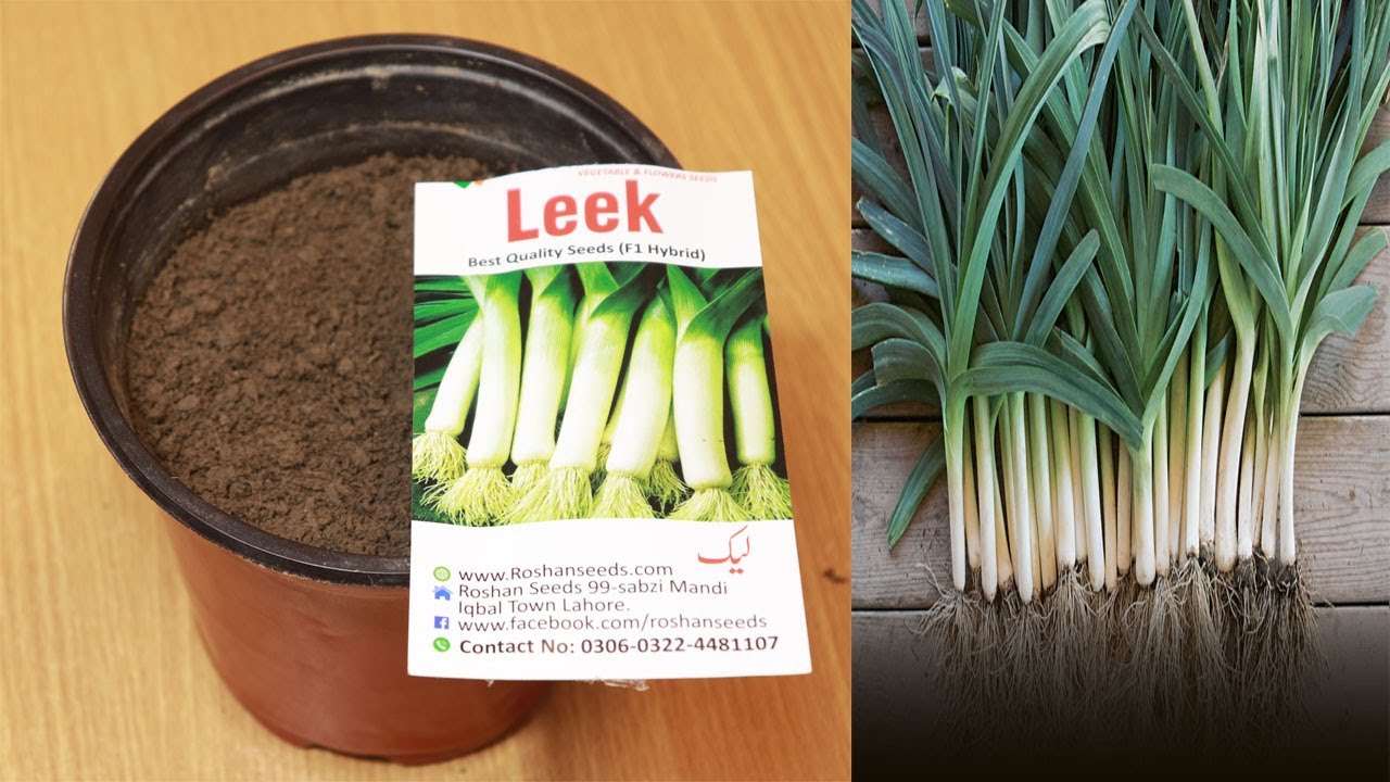 how to grow Leeks from seeds at home