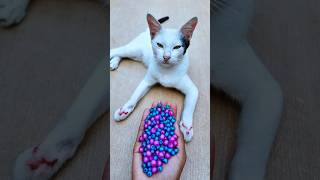 Cat Satisfying ASMR 🌈 Beads Reverse Fun#shorts #cat #asmr #kitten #satisfying