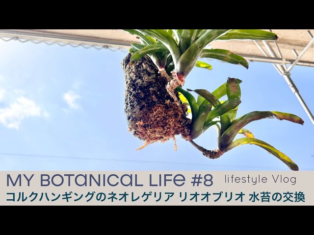 コルクハンギングのネオレゲリア リオオブリオ 水苔の付け替え交換と