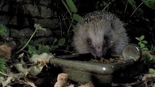 Create a Hedgehog Haven