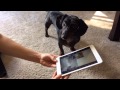 Adorable Dapple Doxie Hears His Own Whining!