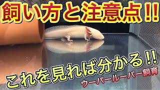 ウーパールーパーの寿命と長生きのコツ ウーパールーパー 寿命