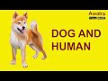 Dog and human  animal  english listening  awabe