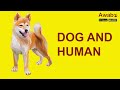 Dog And Human Animal English Listening Awabe Dog And Human Animal English Listening Awabe