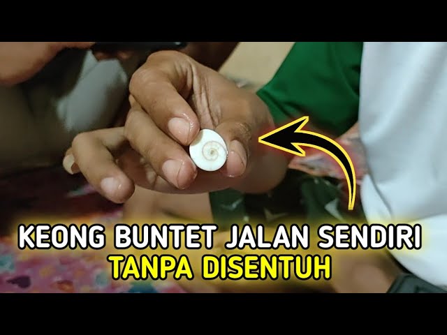 KEONG BUNTET JALAN SENDIRI TANPA DI SENTUH class=