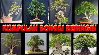 KUMPULAN BONSAI BERINGIN KEREN DAN UNIK DI DUNIA