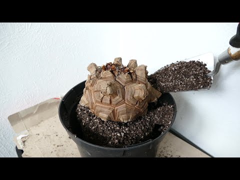 Video: Dioscorea Flerfarvet