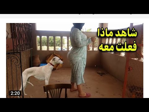 شابة صحراوية عازبة وجميله تعاشر كلب وتفعل معه شي محرم انظر ماذا فعلت معه للبيع