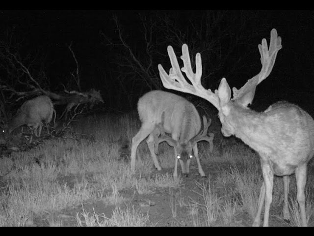 Attract Deer and Big Game TROPHY ROCK Redmond FOUR65 30lb Bag All-Natural Crushed Granular Mineral
