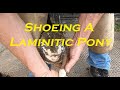 Shoeing a Laminitic pony
