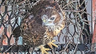 Red-Tailed Hawk Chick Makes Foray Towards Fledge Ledge On Exploratory Morning – June 4, 2024