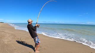 Fort Pierce Surf + Rhizoprionodon = CATCH, CLEAN & COOK