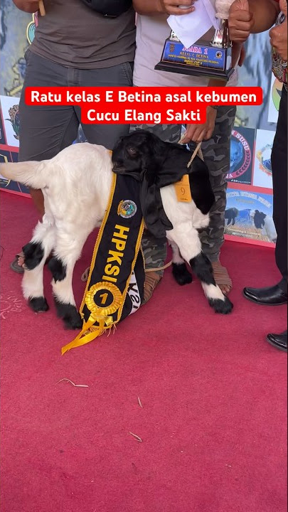 Maskot Kebumen Cucu Elang sakti dari Bintang muda? Juara 1 kelas E wonosobo #etawakaligesing