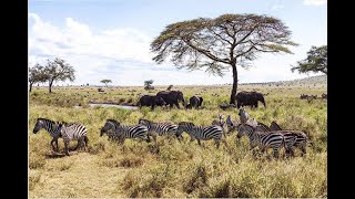 Ecosystem Processes