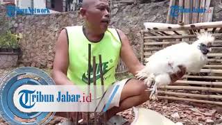 Ayam Ajaib Milik Jajang Hidup Kembali Setelah Mati Selama 5 Hari