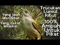 Suara Trucukan Lumut/Merbah Belukar Ribut (Mp3) || Ampuh Untuk memikat Burcil dll