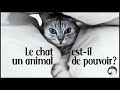 Dcouvrez ltonnante histoire du chat et de sa symbolique 