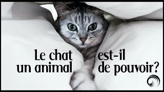 Découvrez l'étonnante histoire du chat et de sa symbolique !