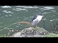 さだめ川     ♫オリジナル歌手: 伍代夏子 ♪  カバ-マンリイ 歌詞付き