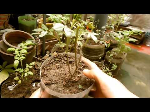 Video: Cosecha de plantas de matricaria - Aprende cuándo cosechar hojas de matricaria