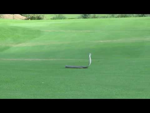 Mambas fighting on a golf course.