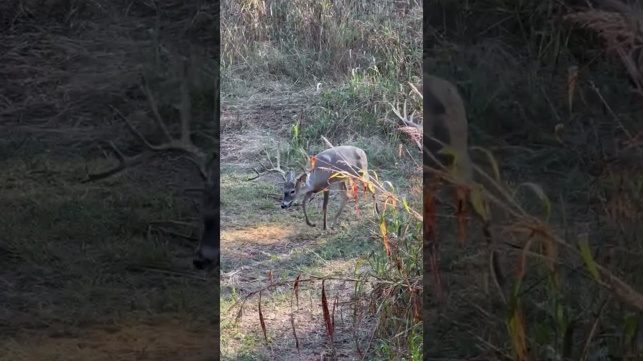 Would you pass on that giant ?? #deer #bowhunting #hunting