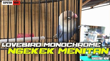 NGEKEK durasi MENITAN Lovebird MONOCHROME !!!