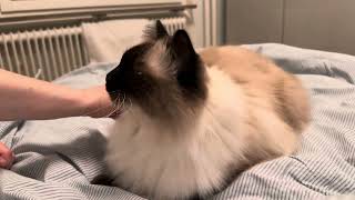 Bonnie loves getting brushed by CLNA Cats 1,723 views 3 months ago 45 seconds