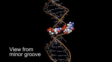Molecular Dynamics simulation of a DNA with a CC mismatch