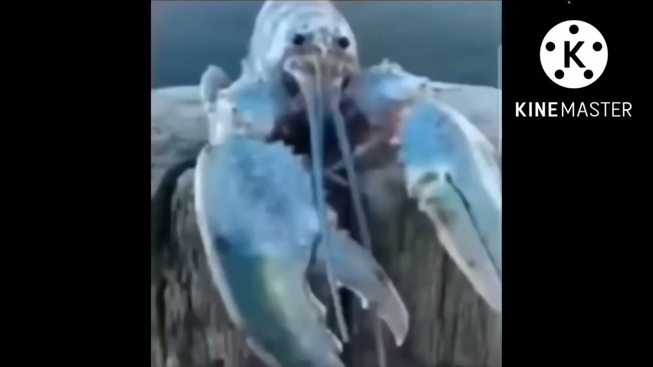 blue lobster jumpscare (SCARY WARNING) YouTube