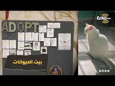وللقطط حظوظ اهتمام ومعاملة تفوق معاملة البشر شاهد دور رعاية الحيوانات في أمريكا