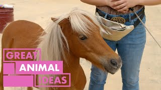 Amazing Mini Horses | ANIMAL | Great Home Ideas