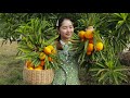 Pick Egg Fruit Canistel For Sweet | Canistel Sweet | Sros Yummy Cooking Vlogs