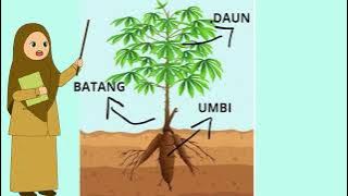 VIDEO PEMBELAJARAN MENGENAL TANAMAN SINGKONG