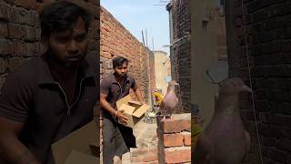 Shikari Ne Kabuter Ko Pakd Liya Aur Kabutar Ne Kaise Bachaya