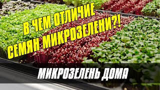 ЧЕМ СЕМЕНА МИКРОЗЕЛЕНИ ОТЛИЧАЮТСЯ ОТ ДРУГИХ СЕМЯН - МИКРОЗЕЛЕНЬ ДОМА - КАК ВЫРАСТИТЬ МИКРОЗЕЛЕНЬ