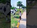 Chotu Ki Fake Cow Video