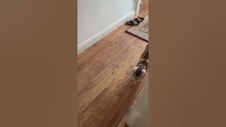 Video 9562271: bengal catlover, bengal kitty, bengal meow, tiger