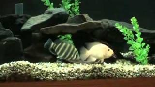 Cichlid Tank New Red Devil Challanges Tilapia buttikoferi