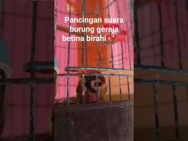 PANCINGAN BUNYI =Pasti burung gereja jantan nyaut class=