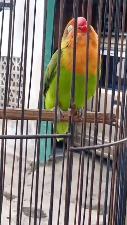 masteran paud durasi ..bikin Lovebird balibu langsung nyaut