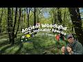 How To Spot An Ancient Woodland In 5 Unique Plants
