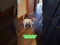 Annoying the dog is my favourite thing to do #dog #jackrussellterrier #puppy #cuteanimals