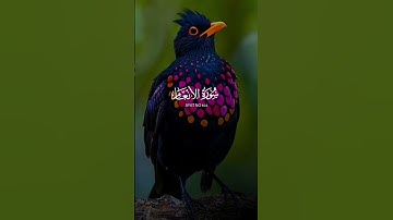 #قران الحرم #قران كريم (سورة الأنعام ) #اكسبلور