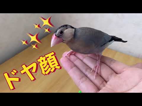 (文鳥の日常vol.23)文鳥､ドヤ顔何をした？
