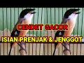 Cendet Gacor Isian Prenjak Dan Jenggot Cocok Untuk Memancing Cendet Bahan Mp3 - Mp4 Download