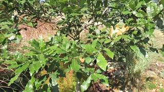 Quercus rhysophylla 'Maya' dub mexický