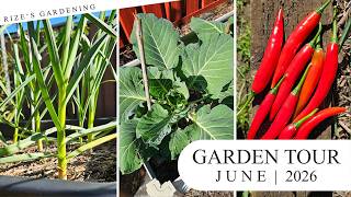 Backyard Garden Tour! I End of June! 2026 (A wet season, but alliums & brassicas are doing well!)